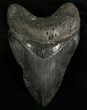 Beautiful Megalodon Tooth #6669-1